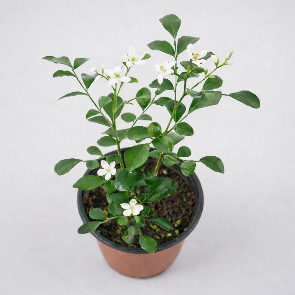 추천 인기 오렌지자스민 향기 10종 지금 바로 만나보세요!