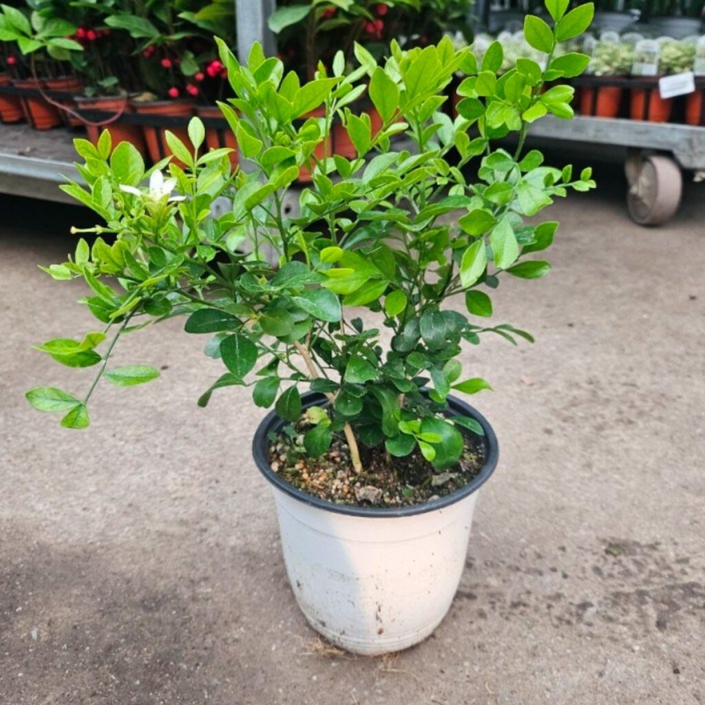 추천 자스민 향기 10종 필수 구매 지금 인기템