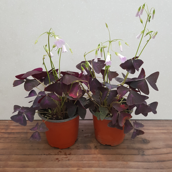 사랑초 추천 10종 인기 필수 구매 가이드