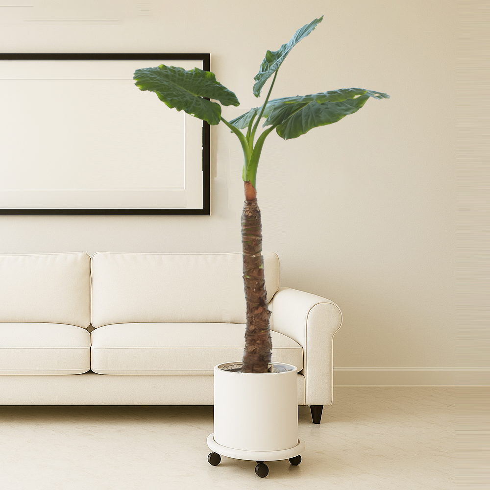 알로카시아 추천 인기 10종, 지금 필수 구매하세요!