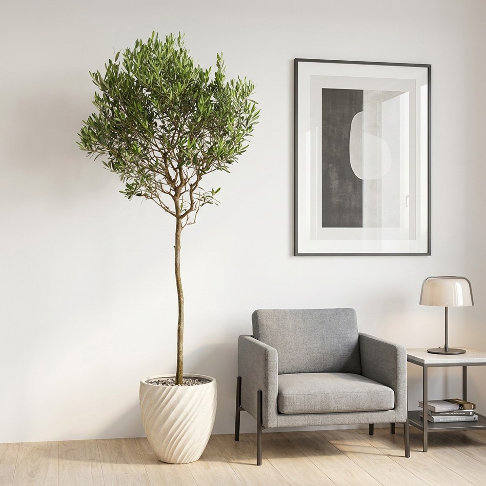 올리브나무 추천 10종 필수 구매 가이드